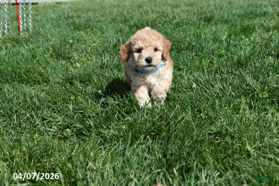 Bichpoo dogs for sale: Blake - Ad 1