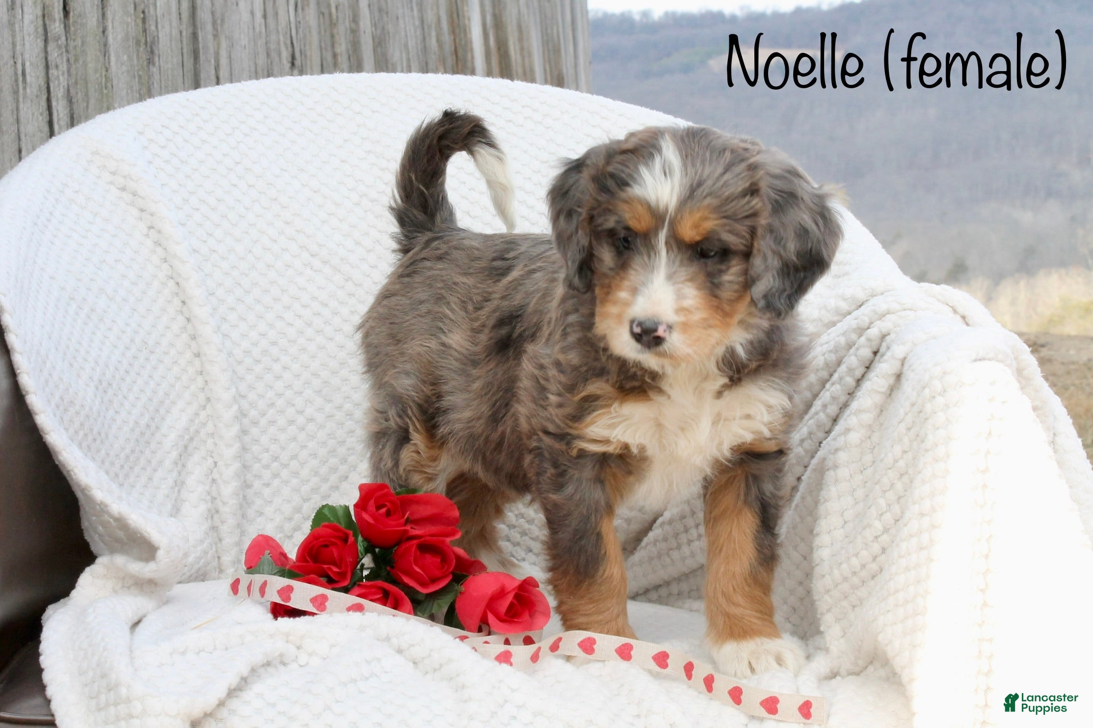 Bernedoodle dogs Noelle  - Ad 32