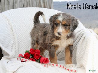 Bernedoodle dogs Noelle - Ad 17
