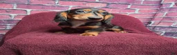 Miniature Dachshund dogs for sale: Max - Ad 8