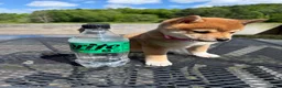 Shiba Inu dogs for sale: 🩷 Pinky 🩷 - Ad 3