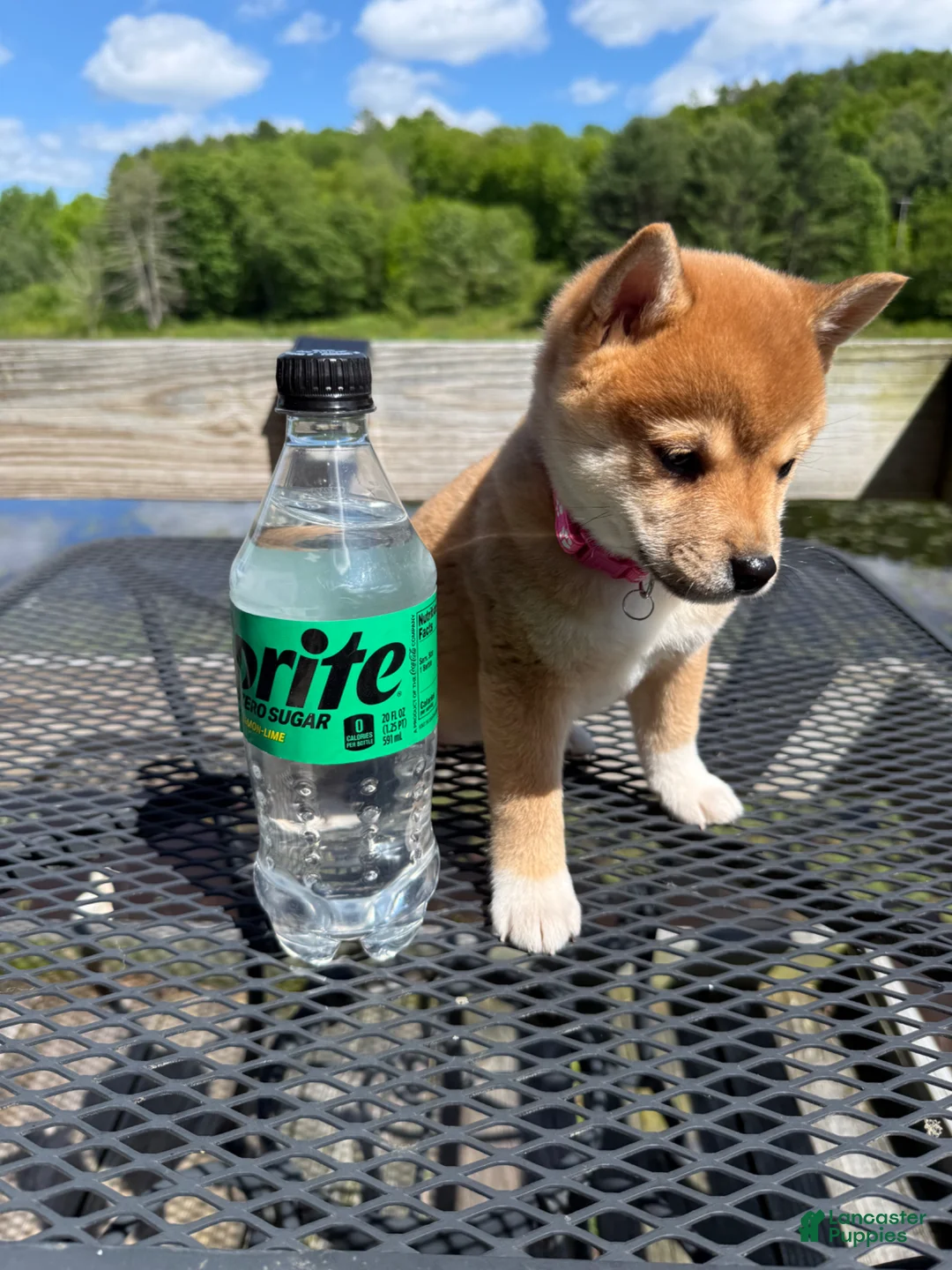 Shiba Inu dogs for sale: 🩷 Pinky 🩷 - Ad 3