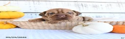 Mini Hippo dogs for sale: Clove  - Ad 2