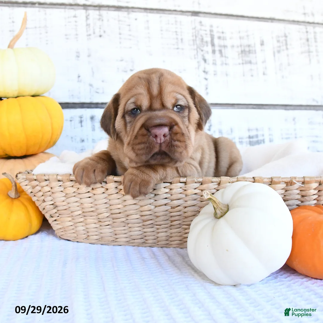Mini Hippo dogs for sale: Clove  - Ad 2