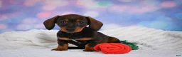 Miniature Dachshund dogs for sale: Millie - Ad 9