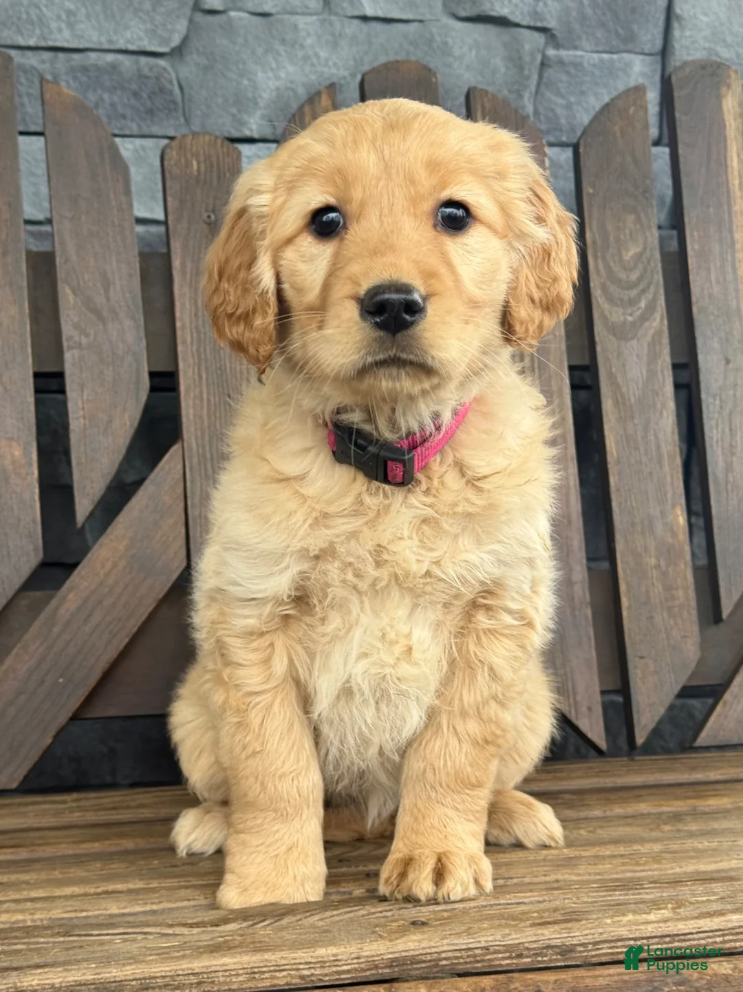 Golden Retriever dogs for sale: Trixie - Ad 3
