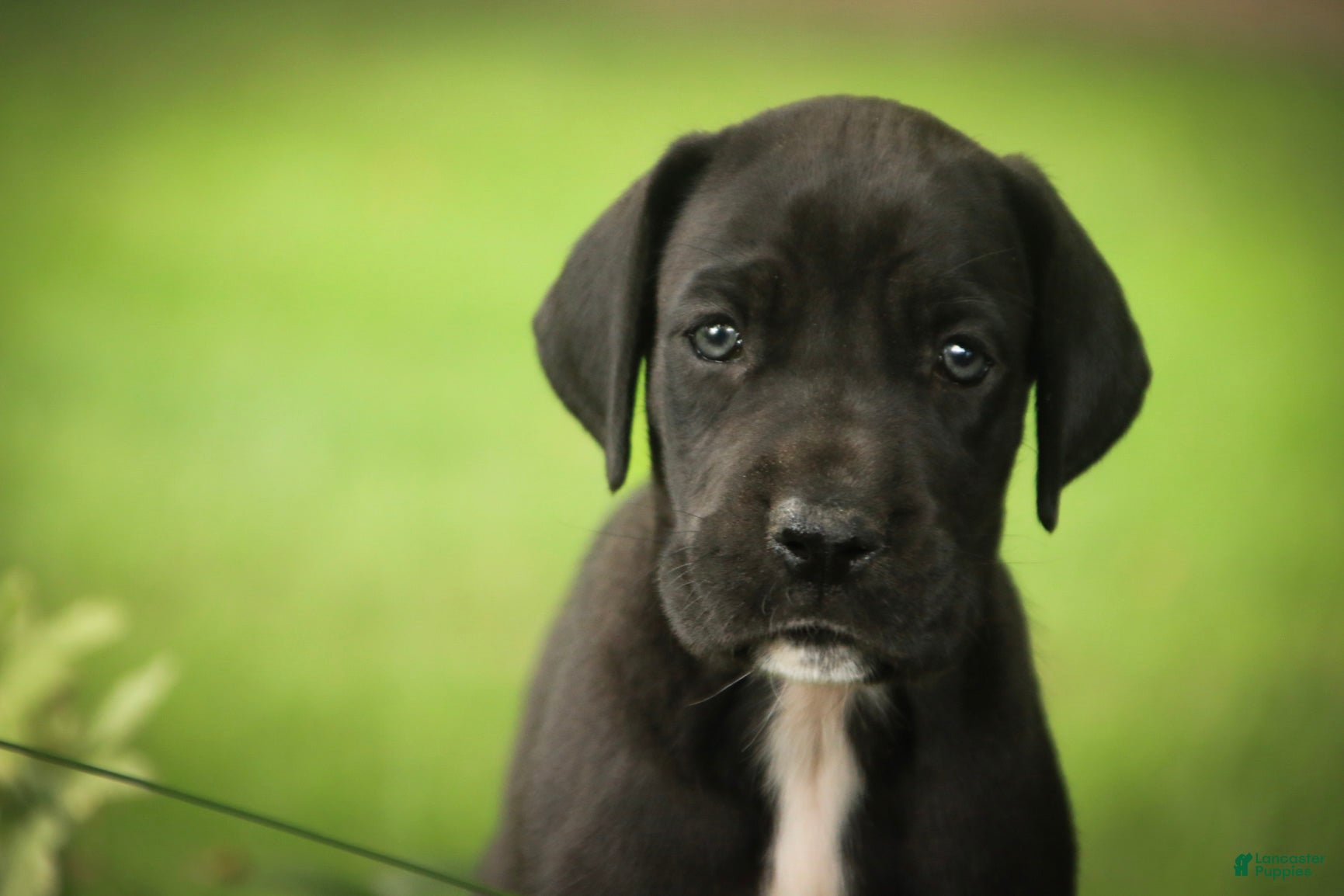 Great Dane dogs Brielle Great Dane  - Ad 2