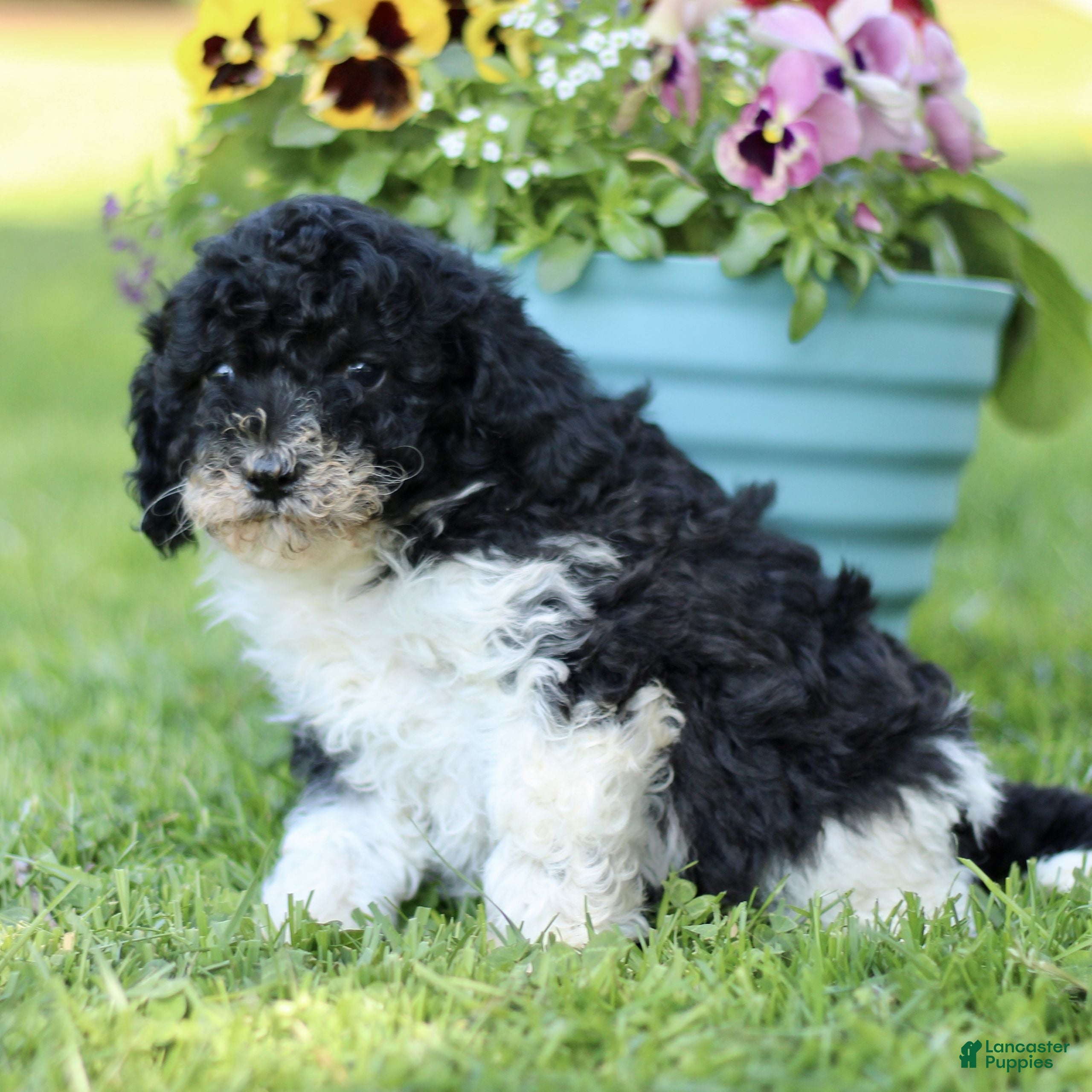 Cavapoo dogs for sale: Logan  - Ad 3
