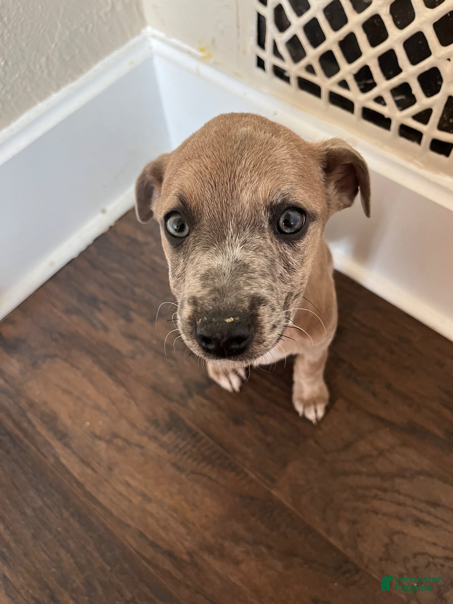 Mixed Breed dogs Abby - Ad 37