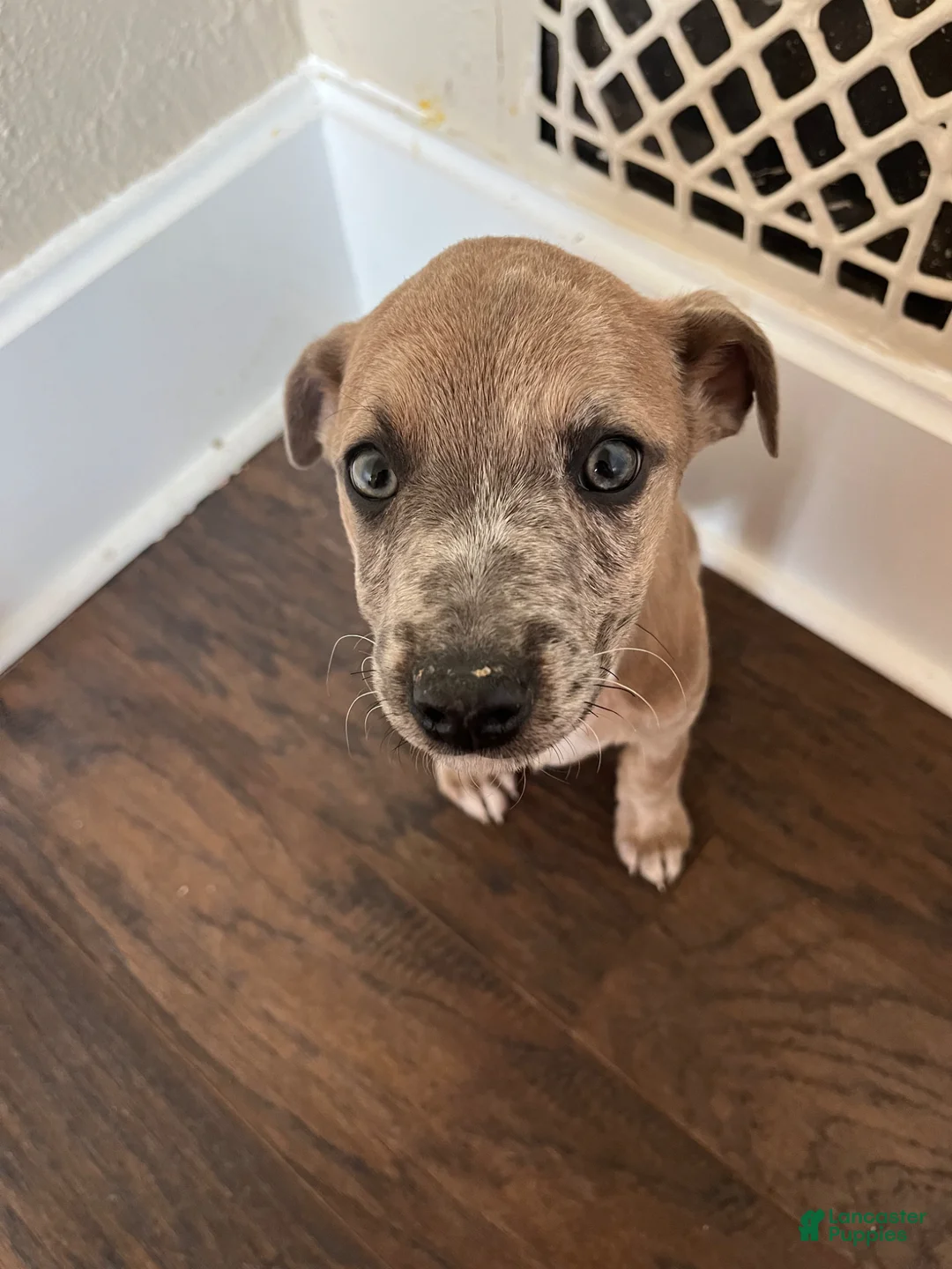 Mixed Breed dogs for sale: Abby - Ad 1