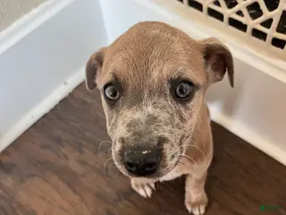 Mixed Breed dogs Abby - Ad 37