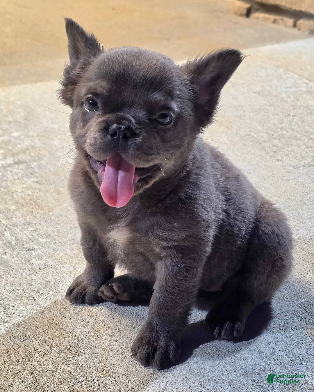 French Bulldog dogs for sale: Bleu - Ad 3
