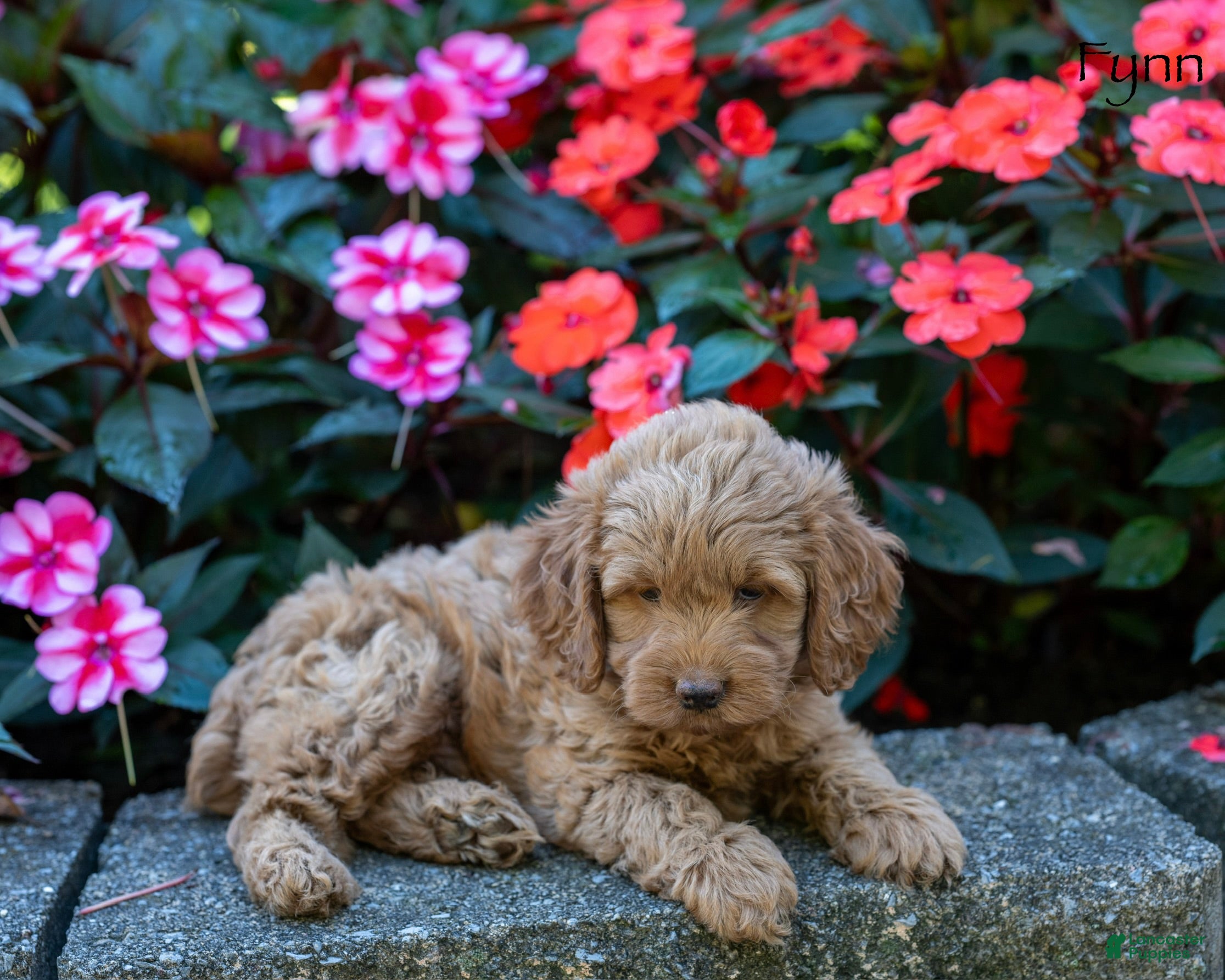 Cockapoo dogs Fynn - Ad 2