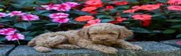 Cockapoo dogs for sale: Fynn - Ad 2