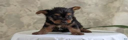 Yorkshire Terrier dogs for sale: Zya - Ad 2