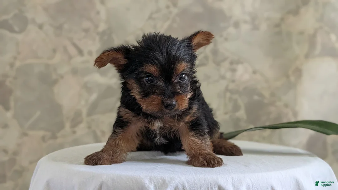 Yorkshire Terrier dogs for sale: Zya - Ad 2