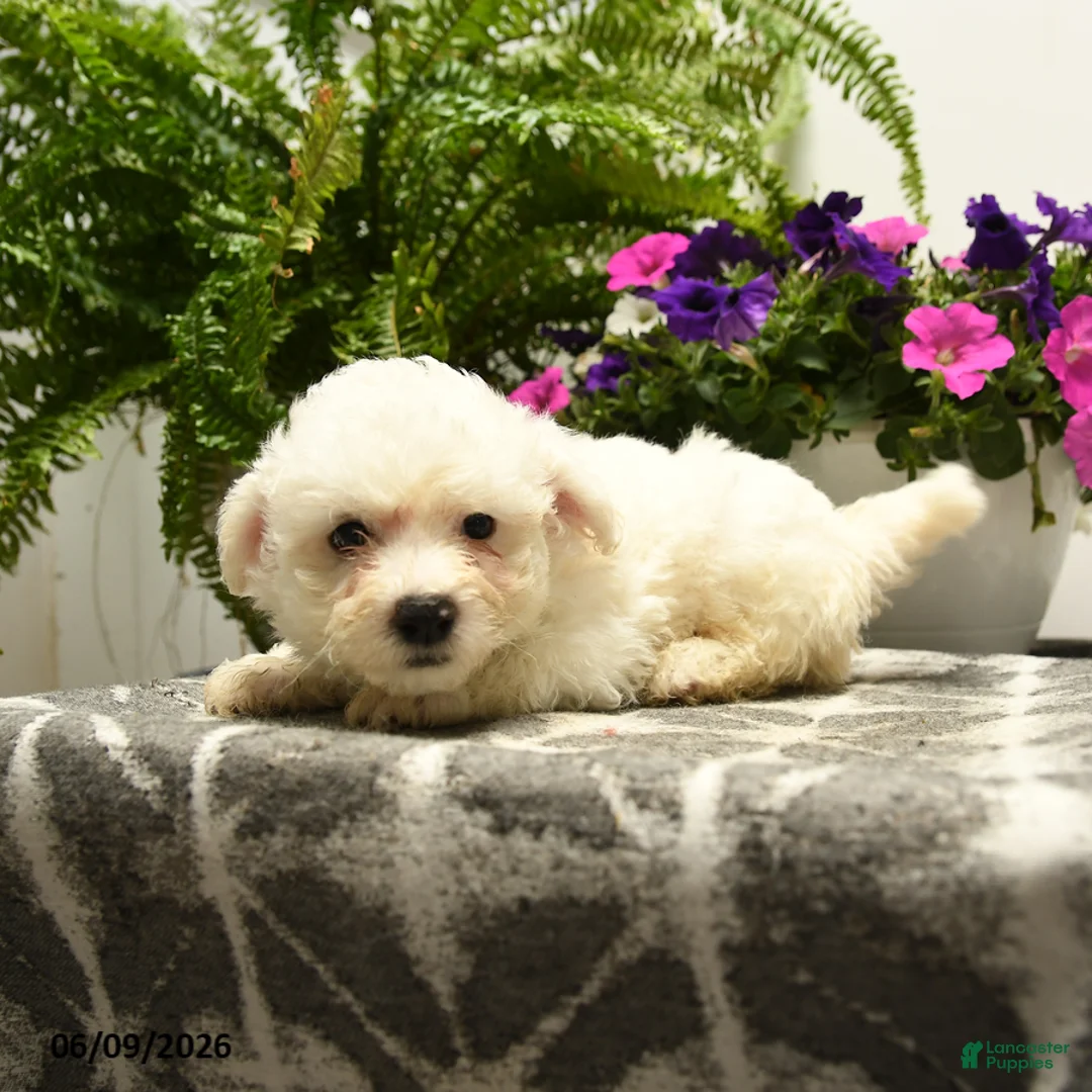 Bichon Frise dogs for sale: Crandle - Ad 5