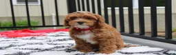 Cockapoo dogs for sale: Freddy  - Ad 3