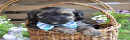 Morkie dogs for sale: Felix - Ad 8