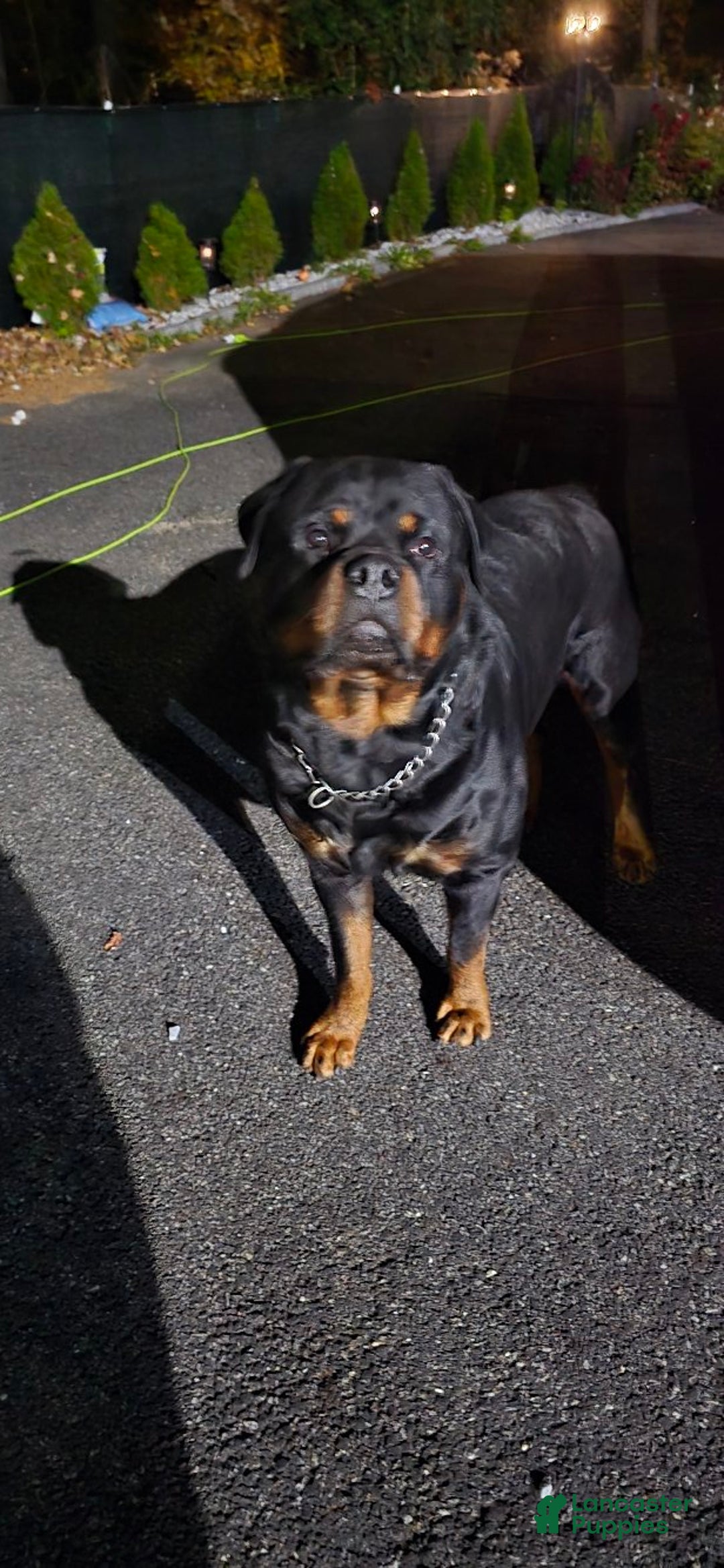 Rottweiler dogs for sale: Rottweiler Puppy 4 Purple Girl  - Ad 19