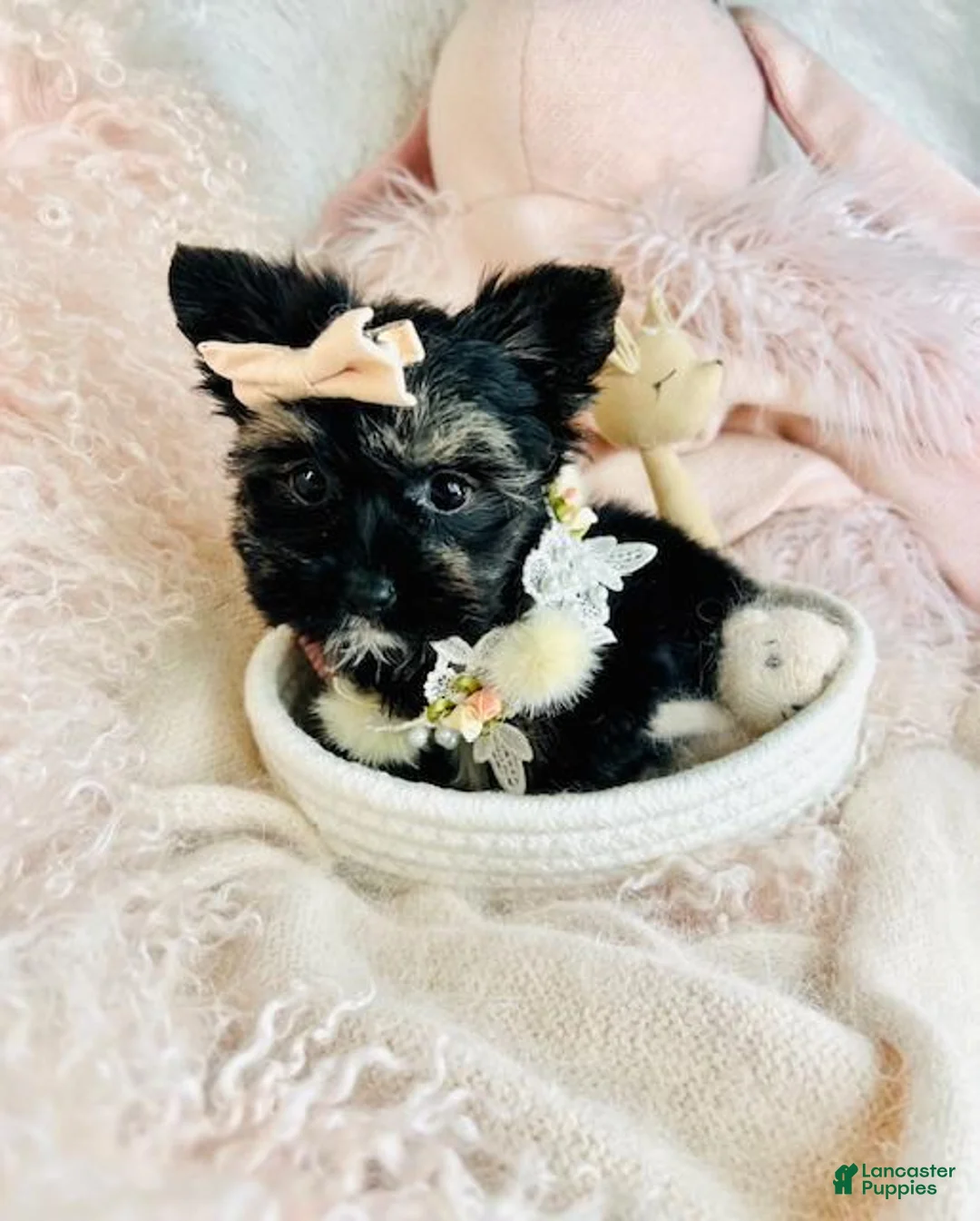 Biewer Terrier dogs for sale: Biewer Terrier Puppy 1 - Ad 3