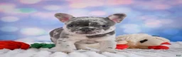 French Bulldog dogs for sale: Daisy - Ad 9