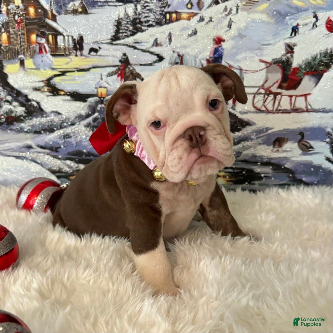 English Bulldog dogs for sale: Gala - Ad 6