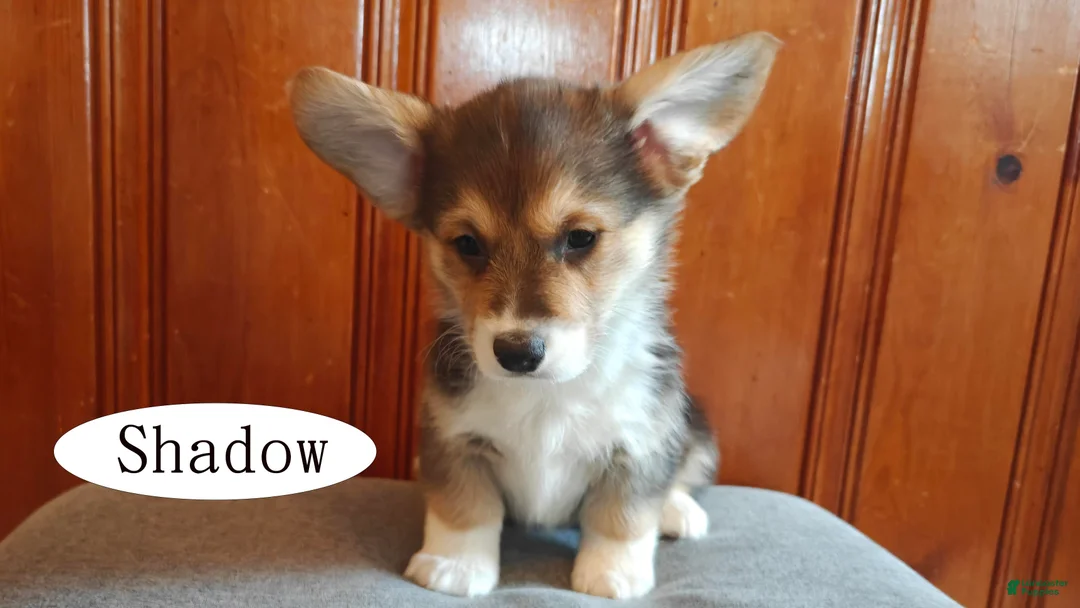 Welsh Corgi Pembroke dogs for sale: Shadow - Ad 2