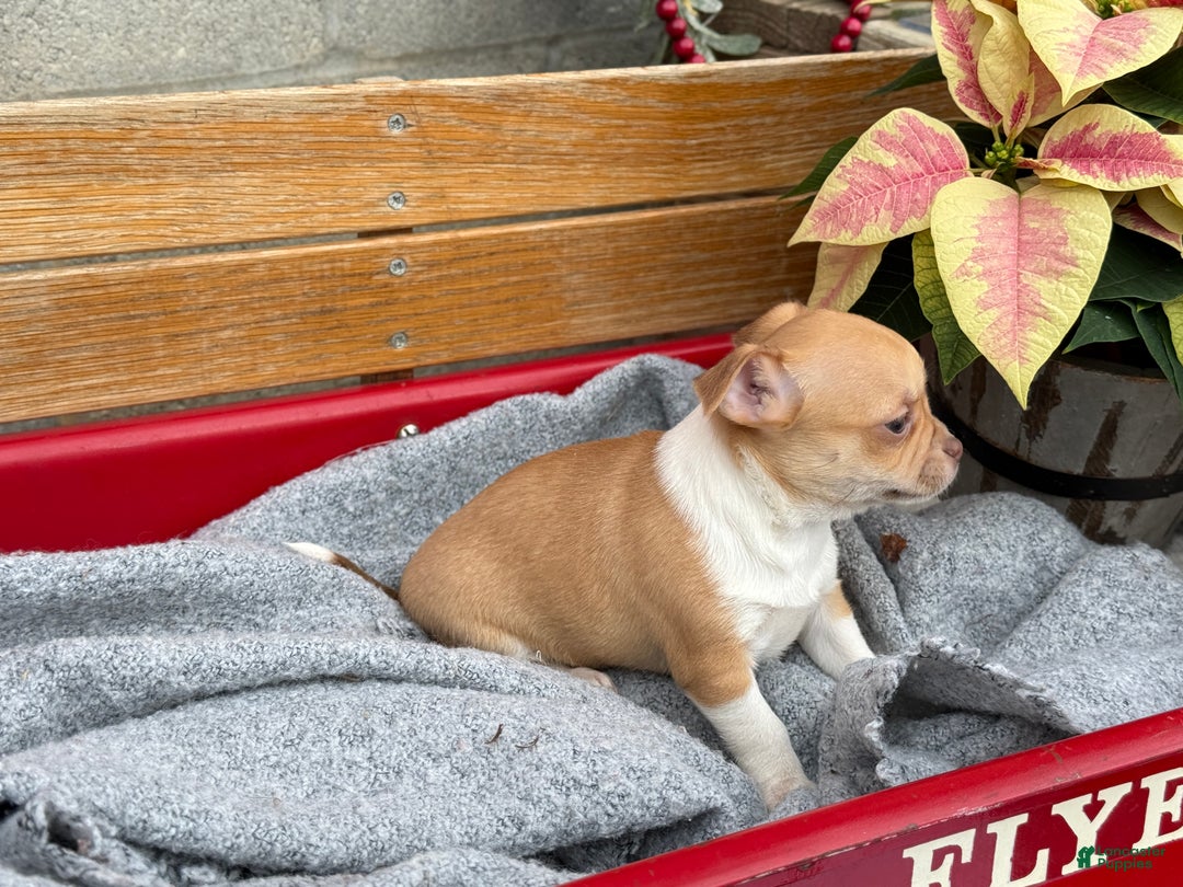 Chihuahua dogs for sale: Crystal - Ad 11