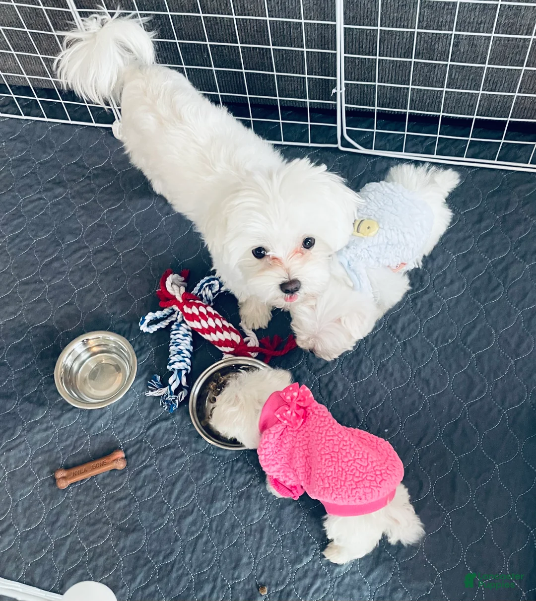 Maltese dogs for sale: Teacup Coral - Ad 2