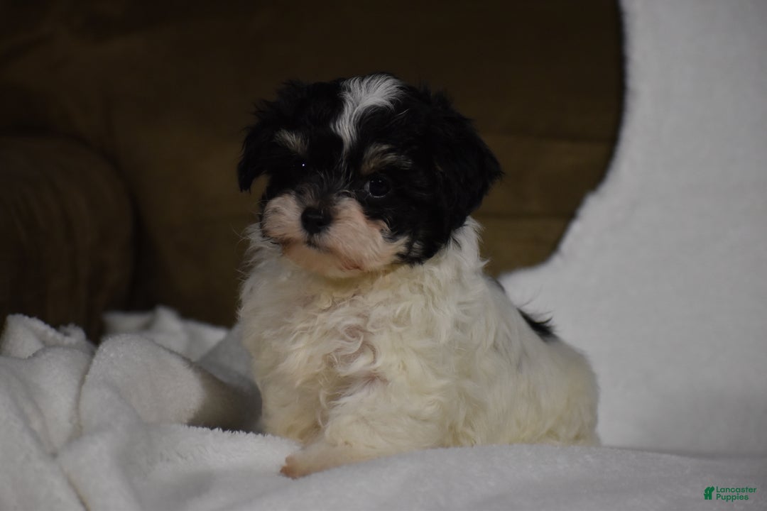 Maltipoo dogs for sale: Scout - Ad 2