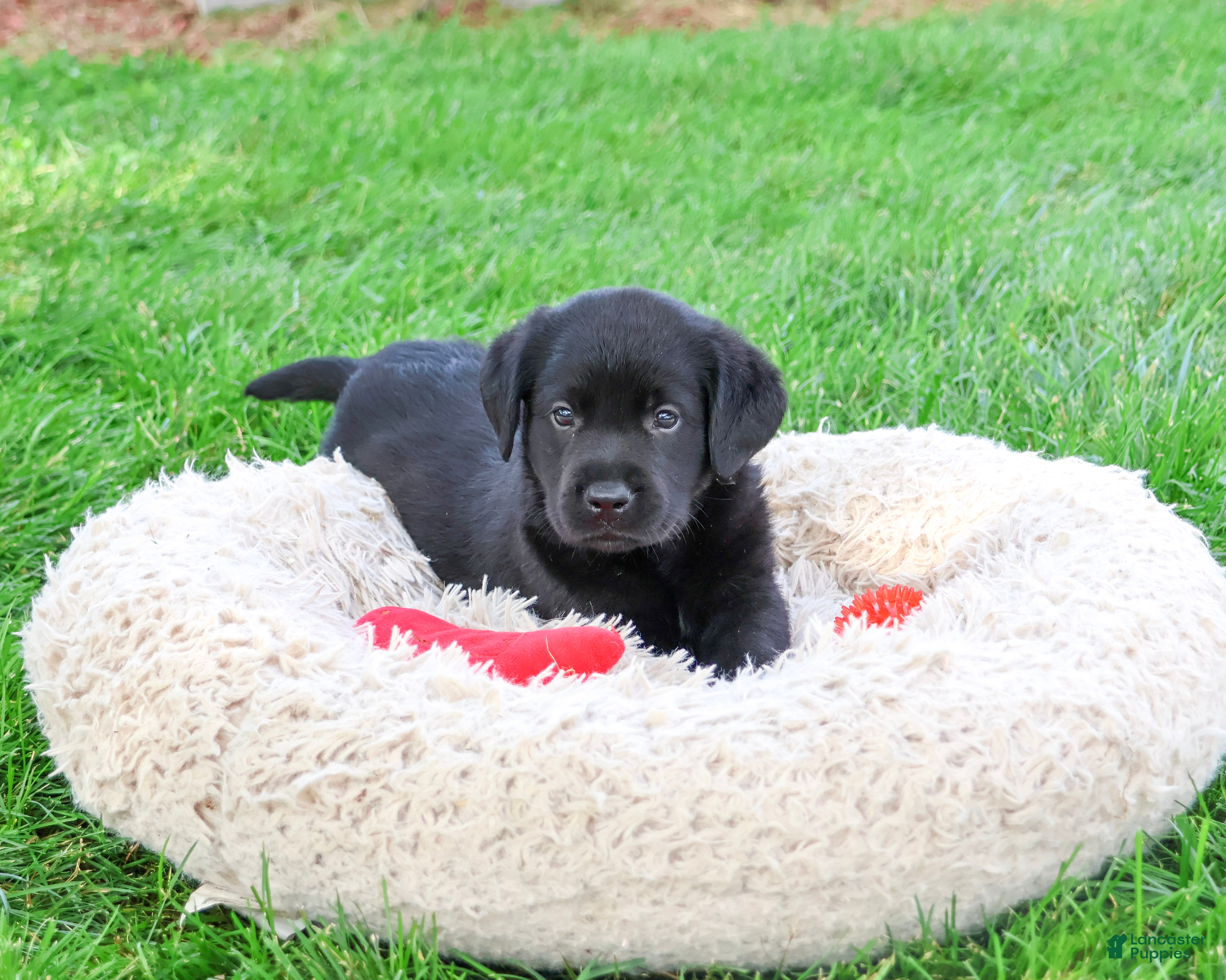 Labrador Retriever dogs Mario - Ad 22