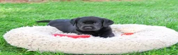 Labrador Retriever dogs for sale: Mario - Ad 1