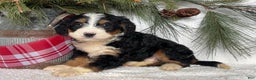 Mini Bernedoodle dogs for sale: Jenny - Ad 2