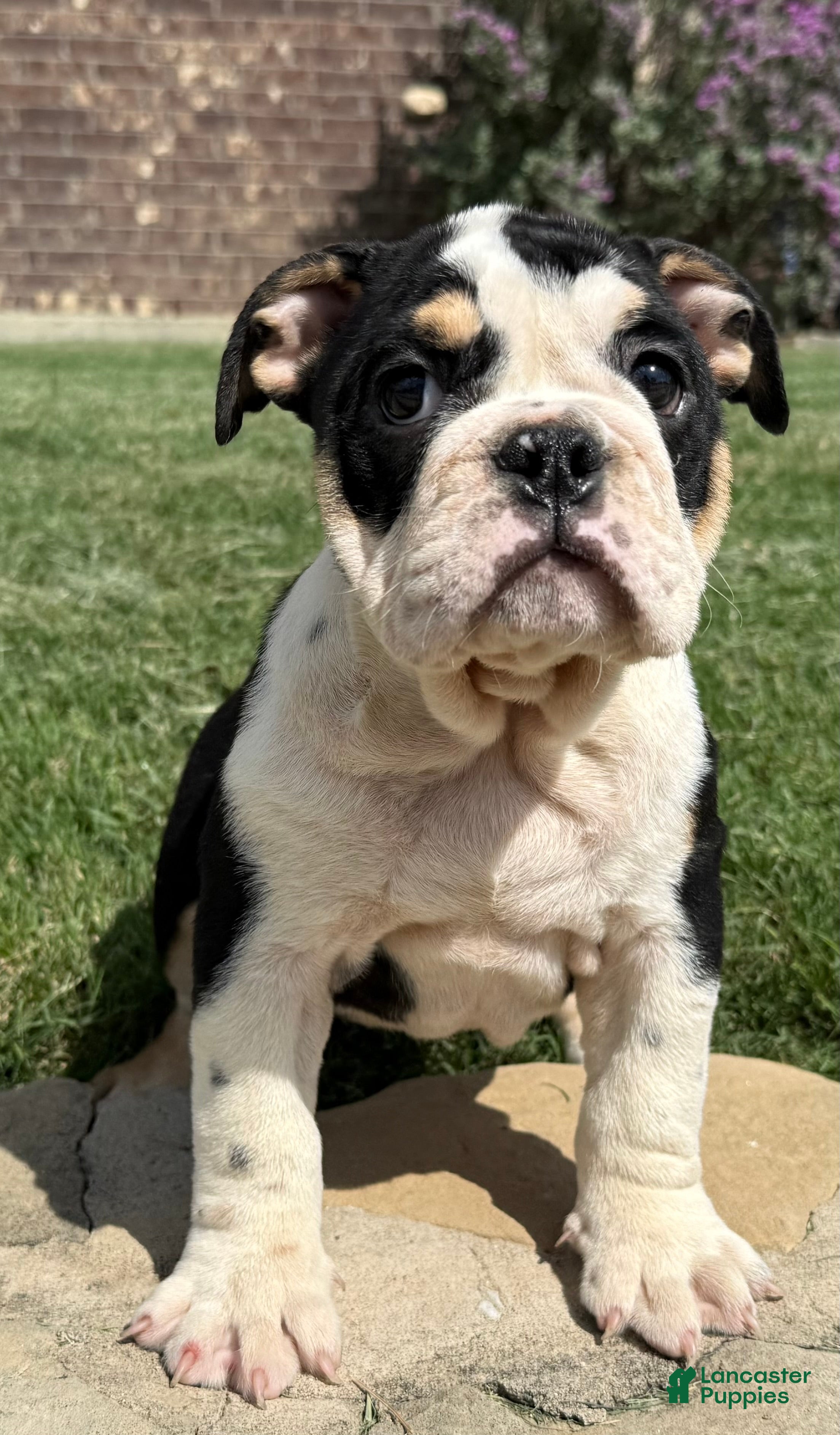 English Bulldog dogs Gigi - Ad 2