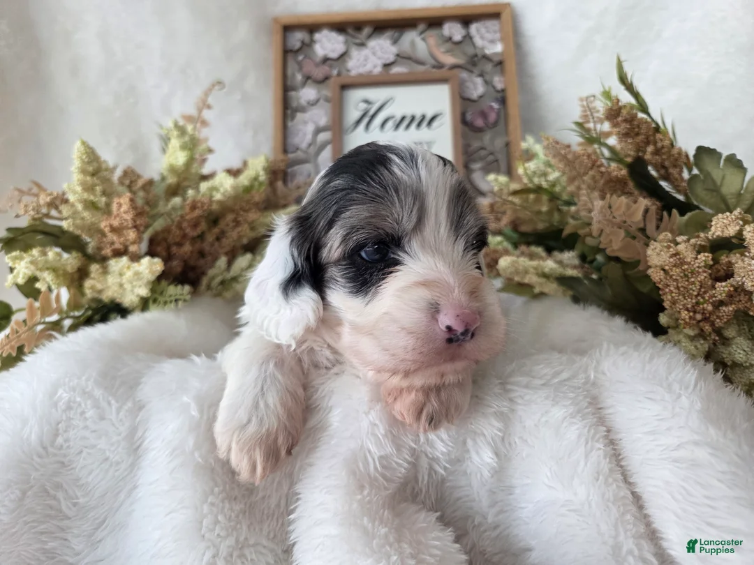 Cockapoo dogs for sale: Cockapoo Puppy 3 - Ad 2