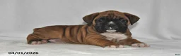 Boxer dogs for sale: Sancho - Ad 3