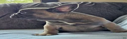 French Bulldog dogs for sale: Gus - Ad 19
