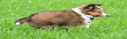 Shetland Sheepdog dogs for sale: Kevin - Ad 19
