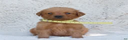 Golden Retriever dogs for sale: Penny - Ad 2