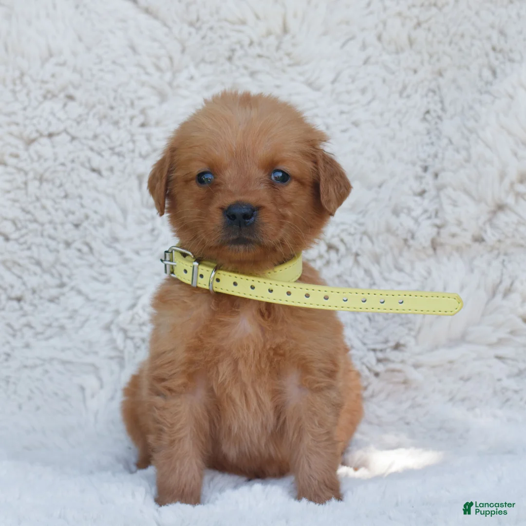 Golden Retriever dogs for sale: Penny - Ad 2