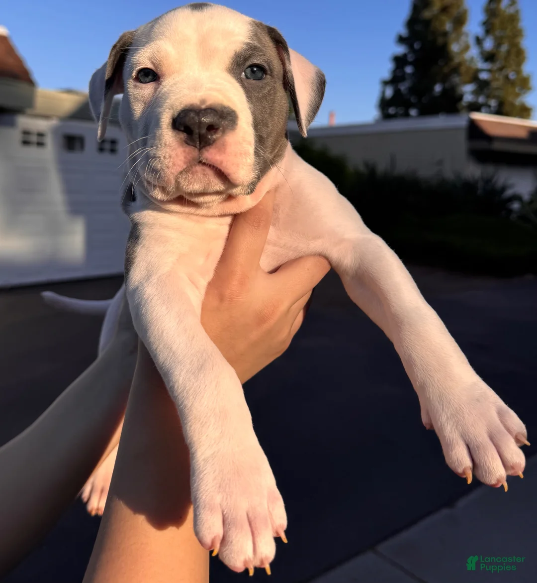 American Bully dogs for sale: American Bully Puppy 3 - Ad 1