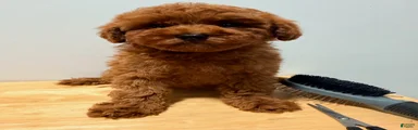 Toy Poodle Female 2