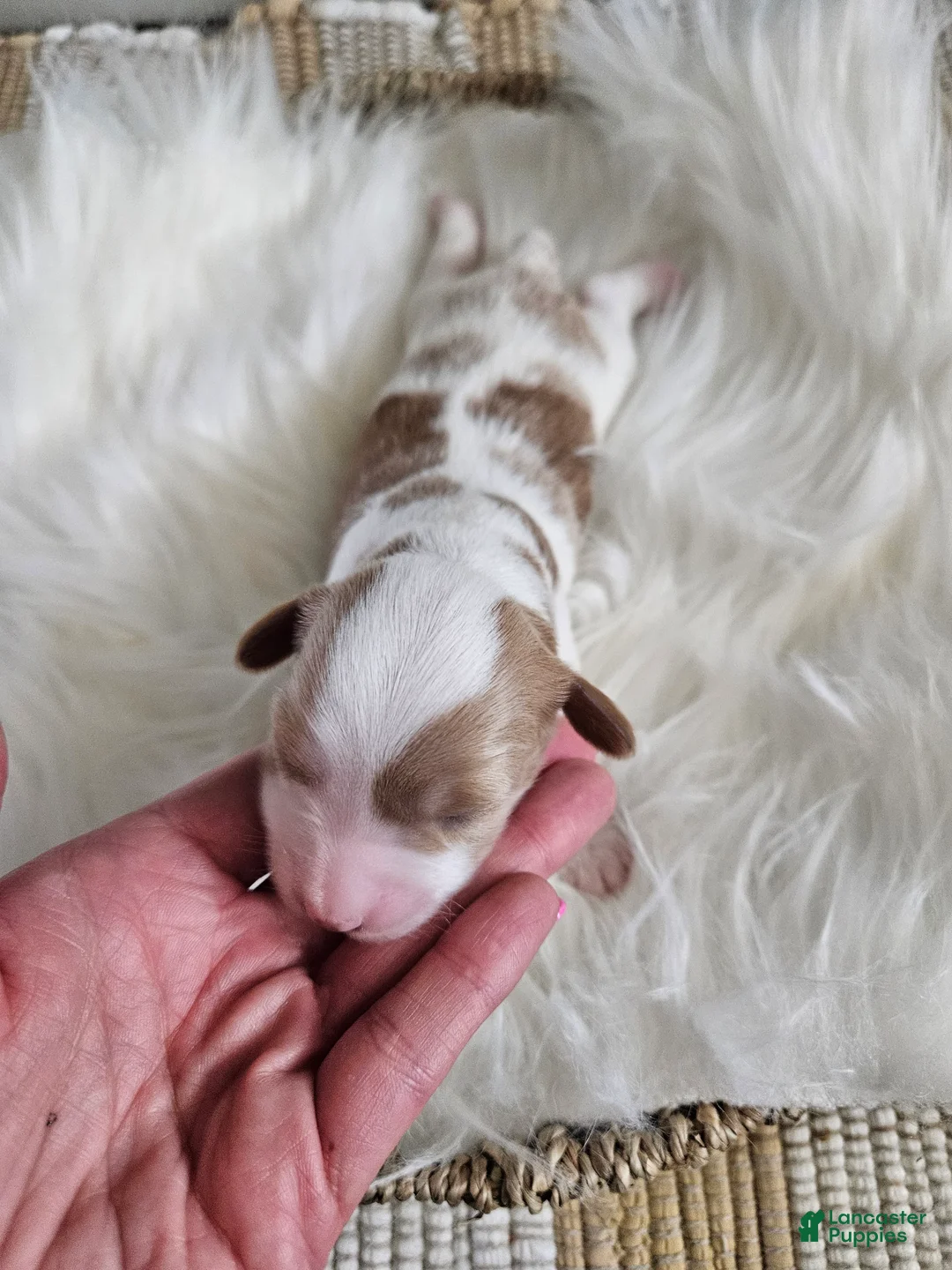 Cavapoo dogs for sale: Abbie - Ad 2