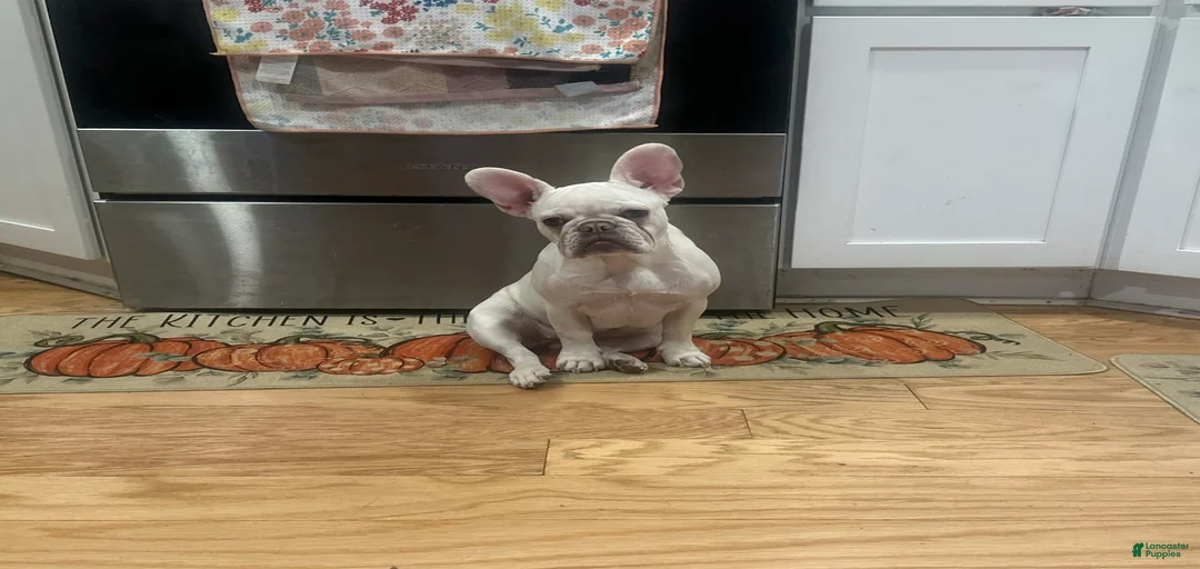 Gallery Image {{count}}