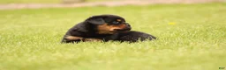 Rottweiler dogs for sale: Shasta - Ad 4