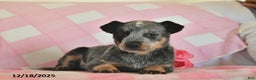 Australian Cattle Dog dogs for sale: Jim  - Ad 2