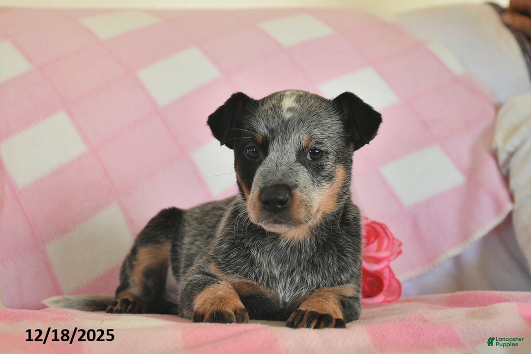 Australian Cattle Dog dogs for sale: Jim  - Ad 2