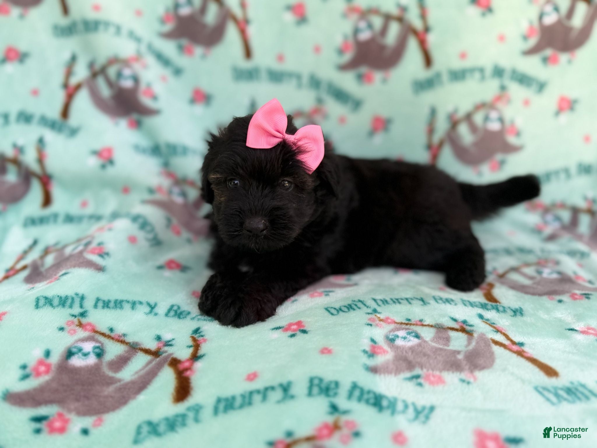 Aussiedoodle dogs Darla - Ad 4