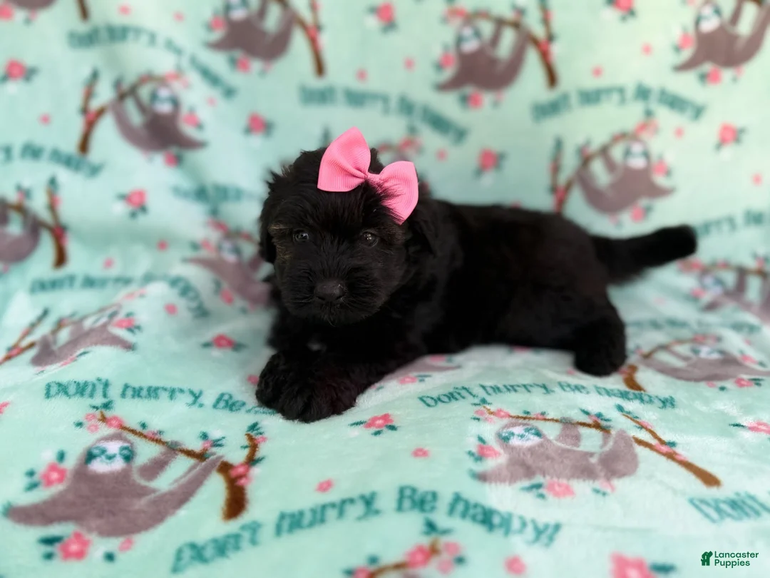Aussiedoodle dogs for sale: Darla - Ad 1